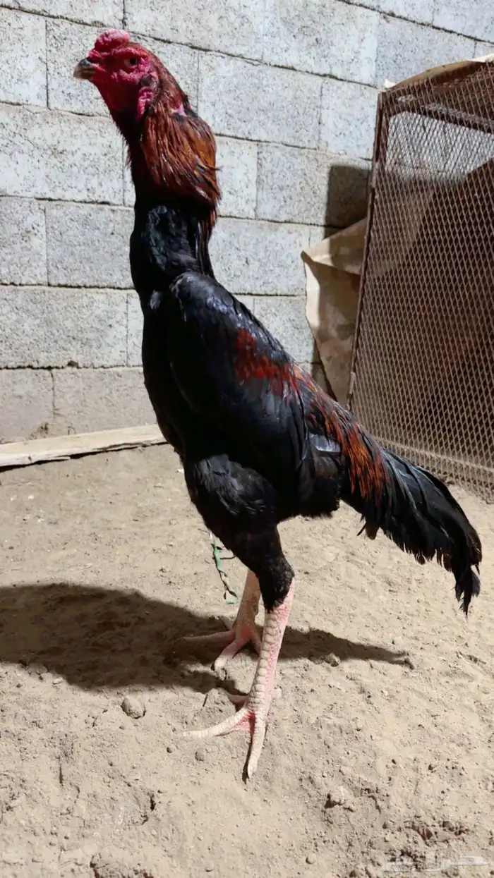 ديك شامو الماني 1