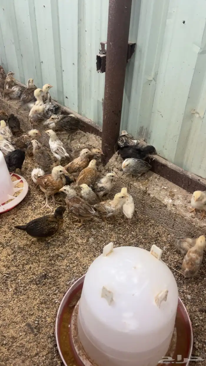 صوص دجاج بلدي 4