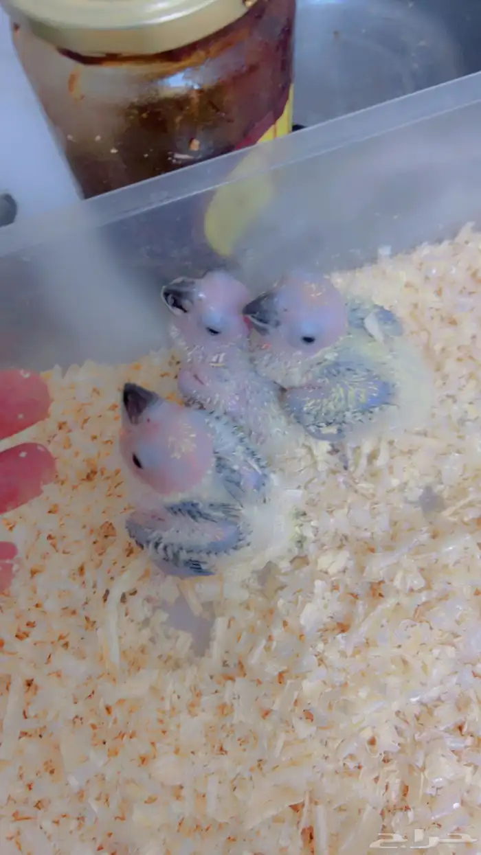 فروخ متنوعه ( كنيورات   لوري   صن كنيور) 3