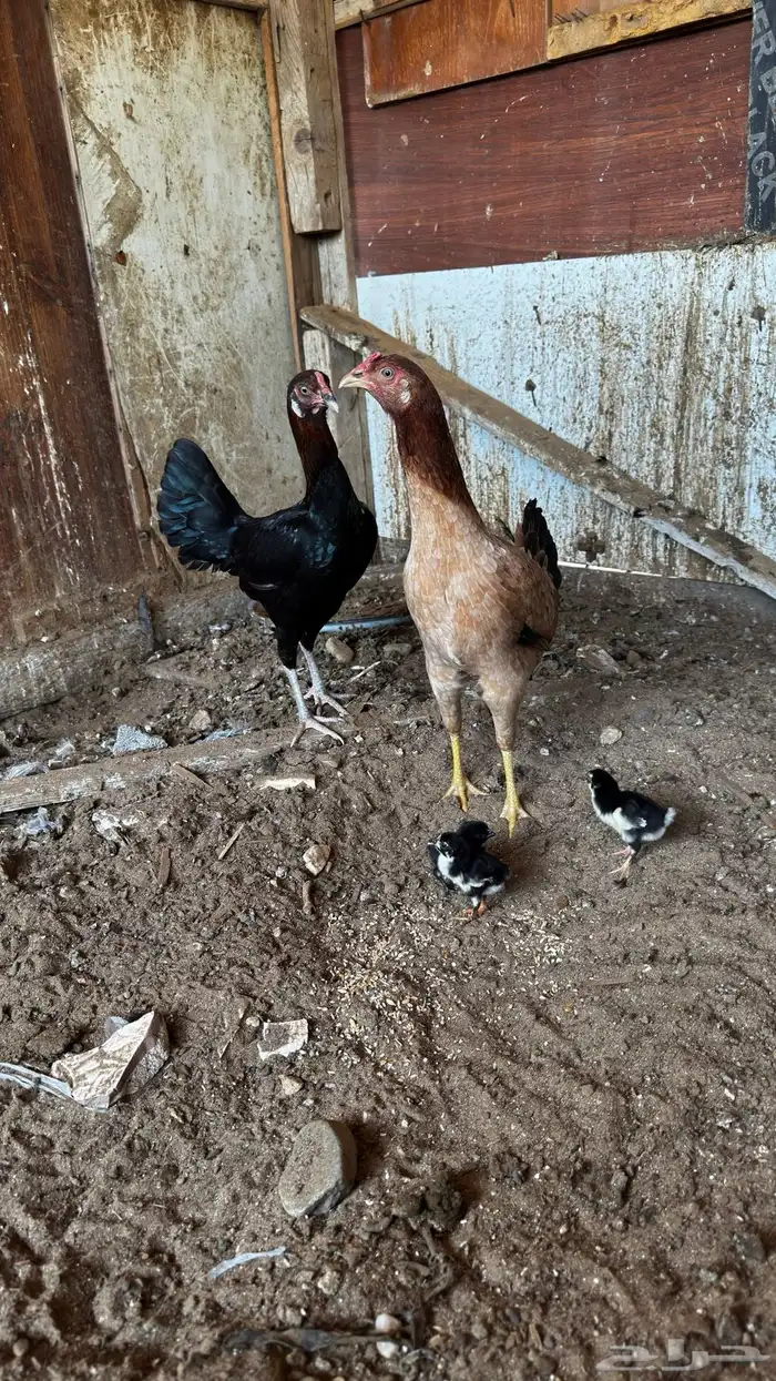دجاجتين معه 3طيور 0