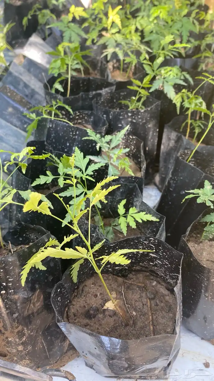 توفرت 100 شتله و اكثر من نيم 2