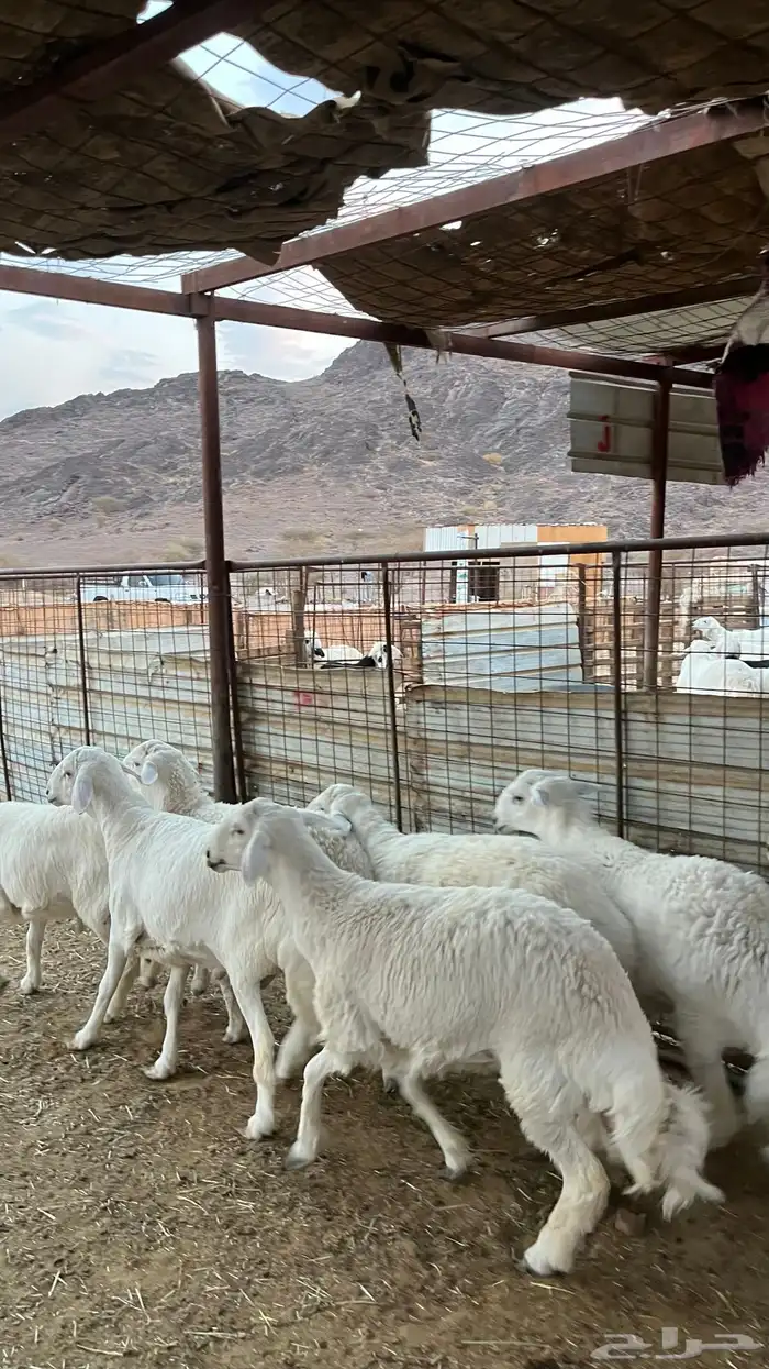 ذبائح بجميع انواعها 5