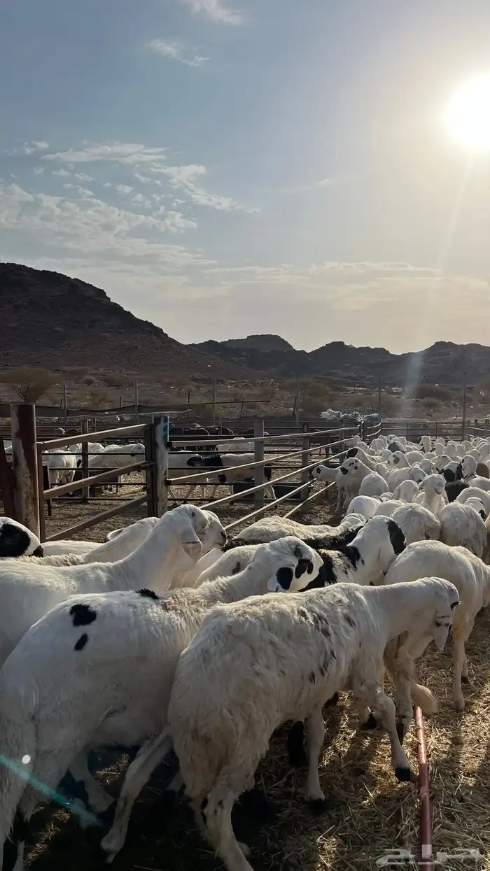 طليان سواكن شبيه الحري جبره 10