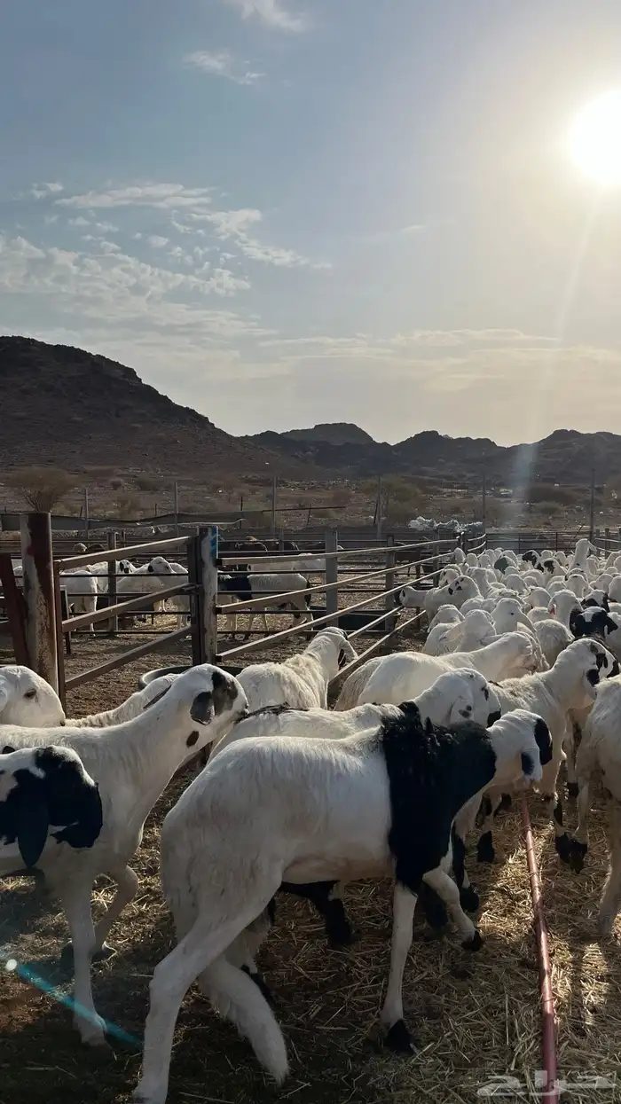 طليان سواكن شبيه الحري جبره 14