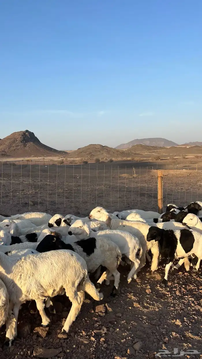 طليان سواكن شبيه الحري دمازين مرابى جادعان 9