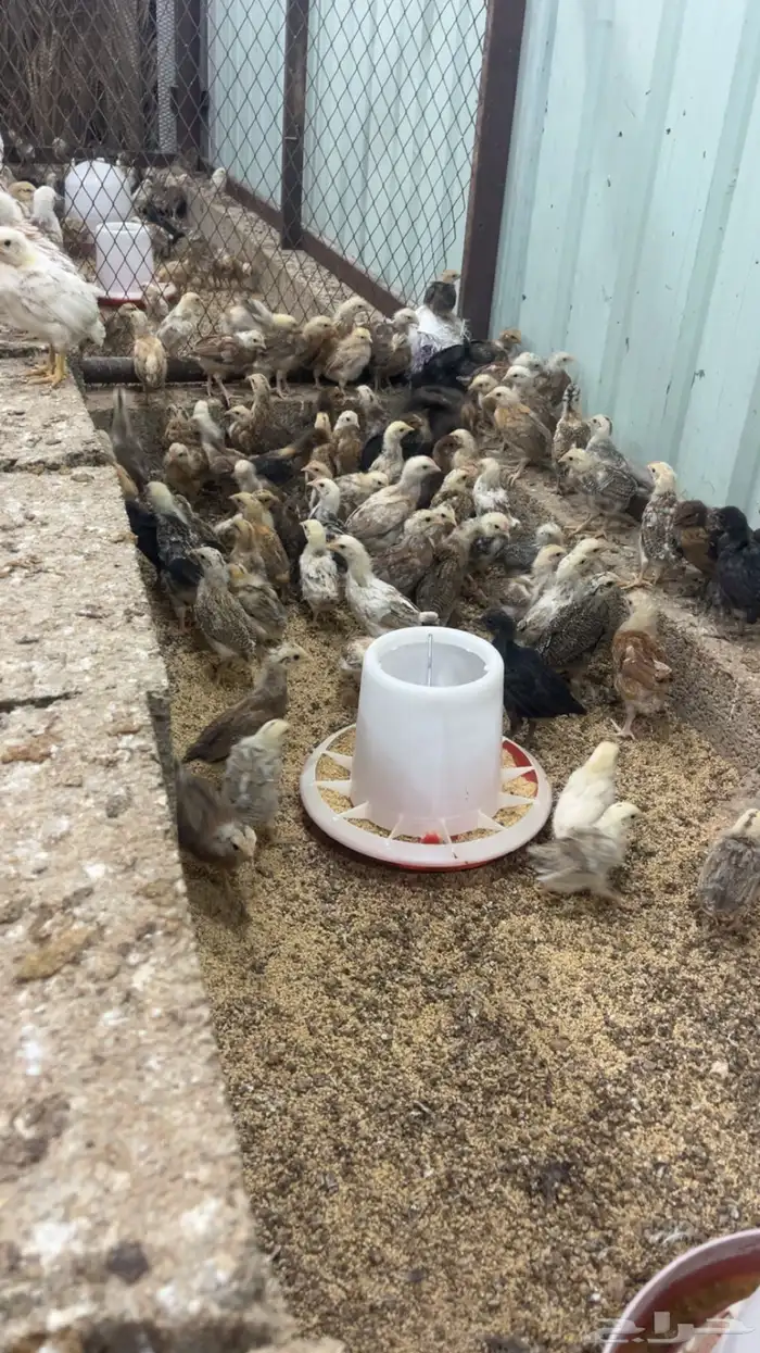 صوص دجاج بلدي 3