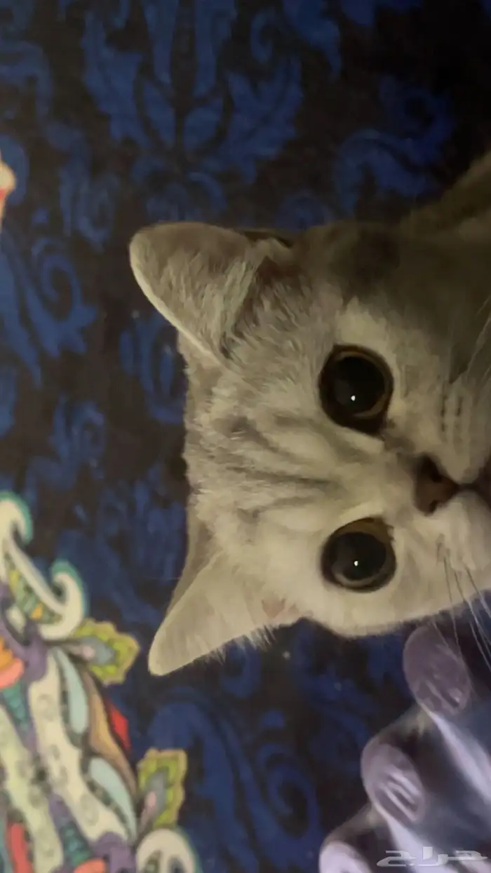 للبيع قط سكوتش ستريت 0