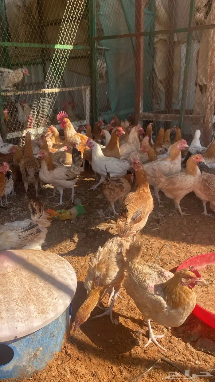 chickens 1000pieces 4