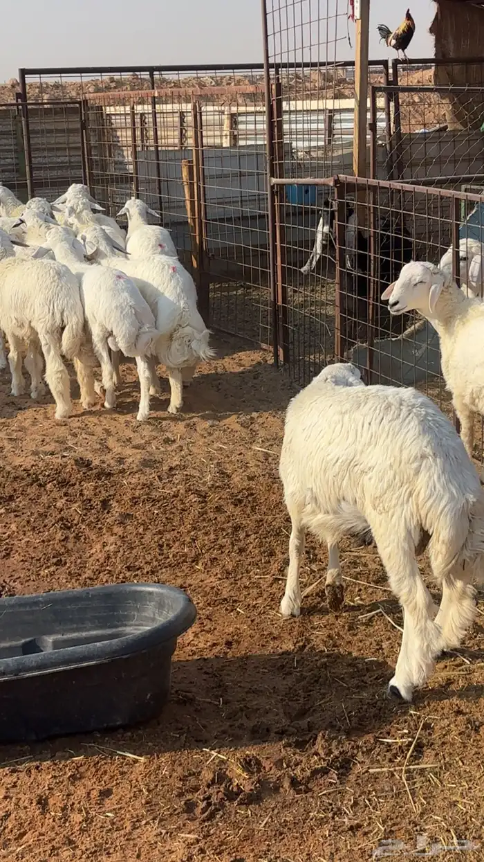 خرفان حريات 1