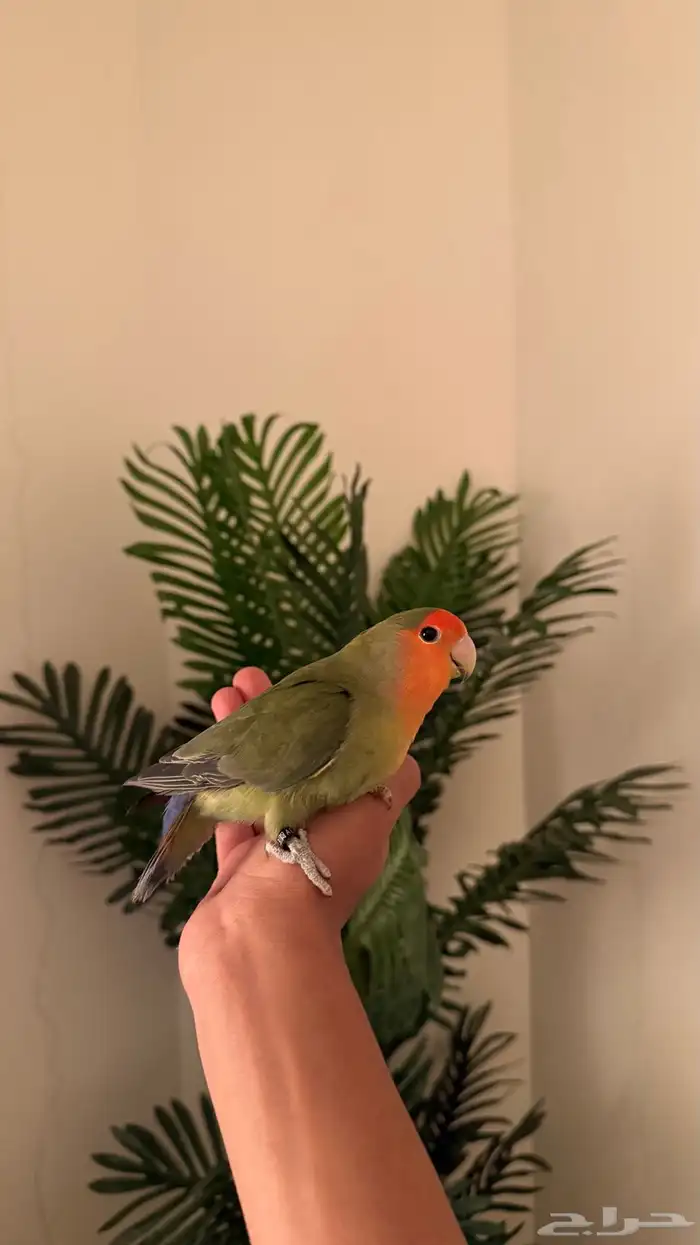 طيور بادجي وروز اليفه 4