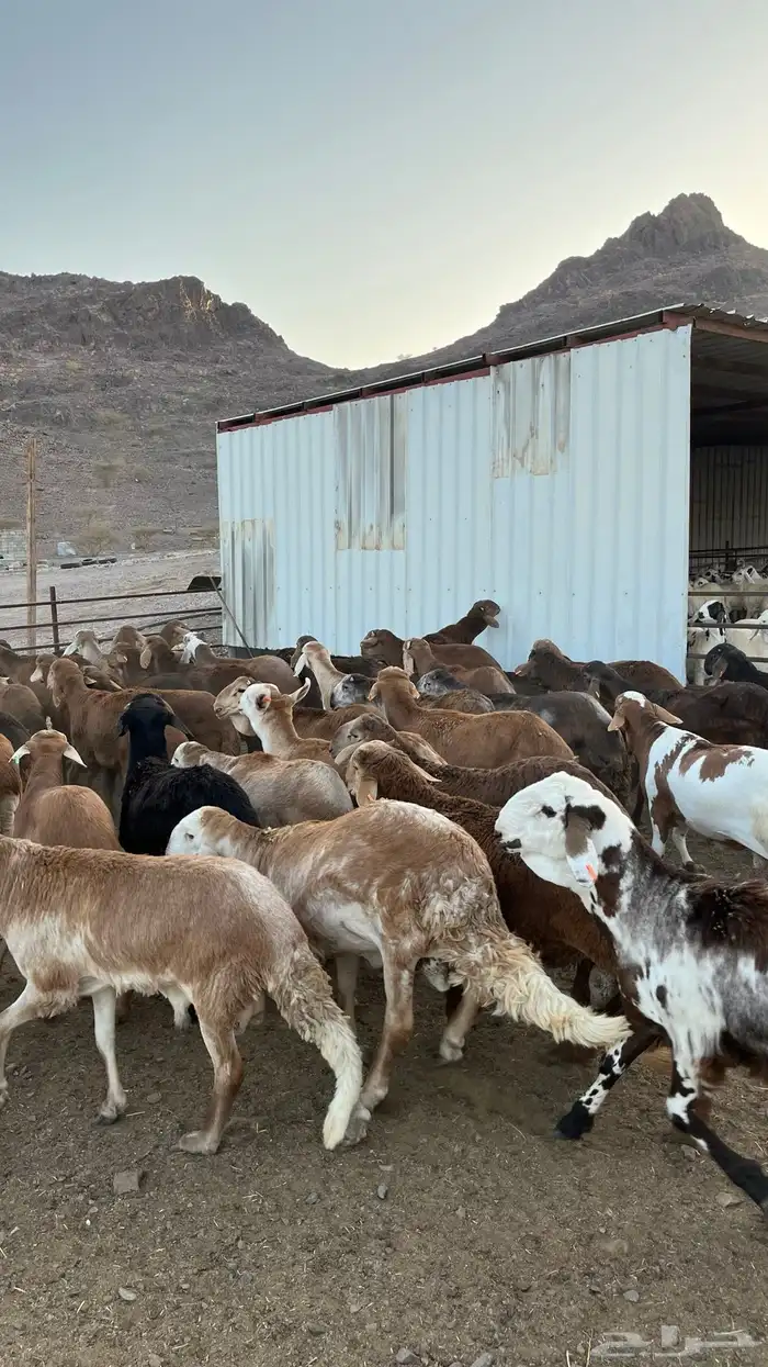 طليان سواكن حمري جادعان 26
