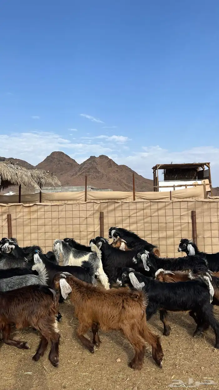 تيوس مخاصي جادعان جبره 7