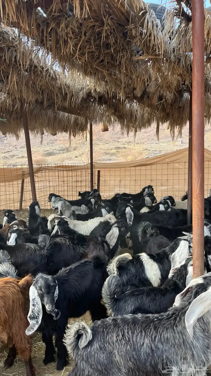 تيوس مخاصي جادعان جبره 3