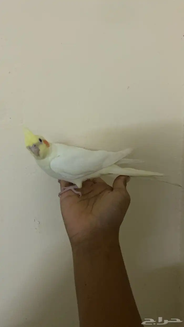 كروان لاتينيوم انثا للبيع أليف عيون حمر العمر 9 شهور. 1