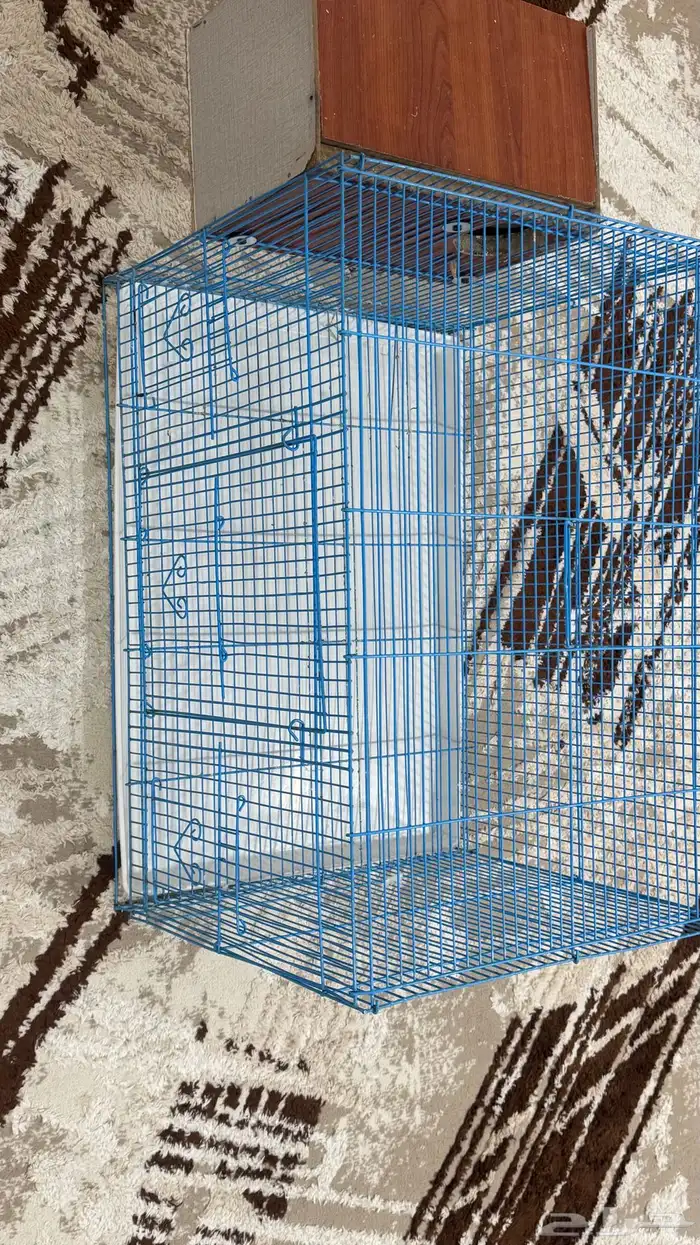 للبيع قفص كبيير مع بياضه 1