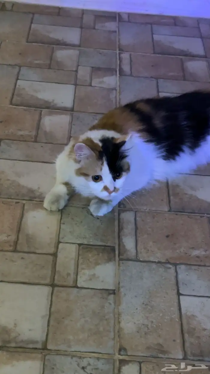 قطة للتبني 2