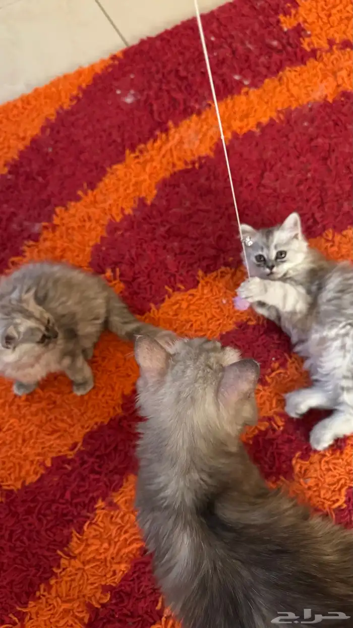 قطط شيرازي أمريكي ذكر وأنثى للبيع ب 200 ريال 7