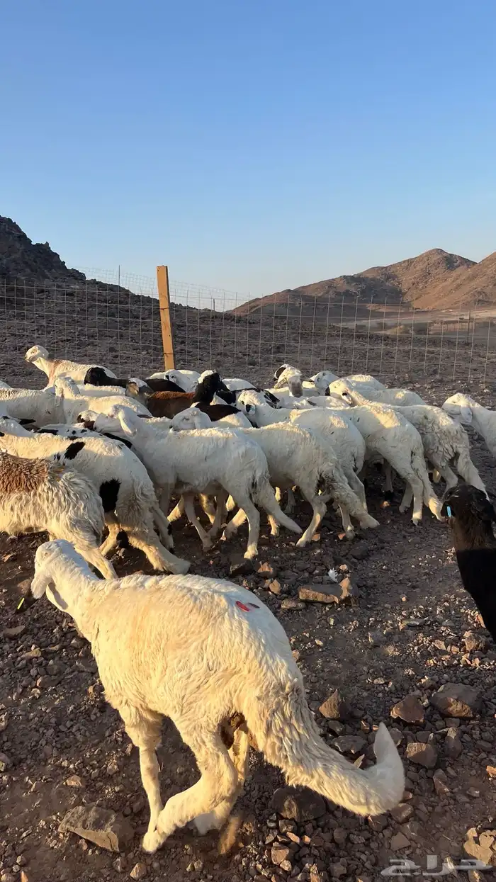 طليان سواكن شبيه الحري دمازين مرابى جادعان 22