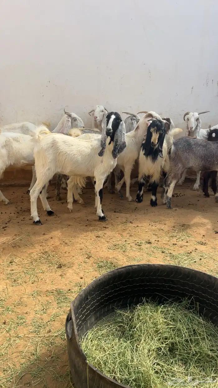 معزا مع فحلها مشاريك فواخر 9