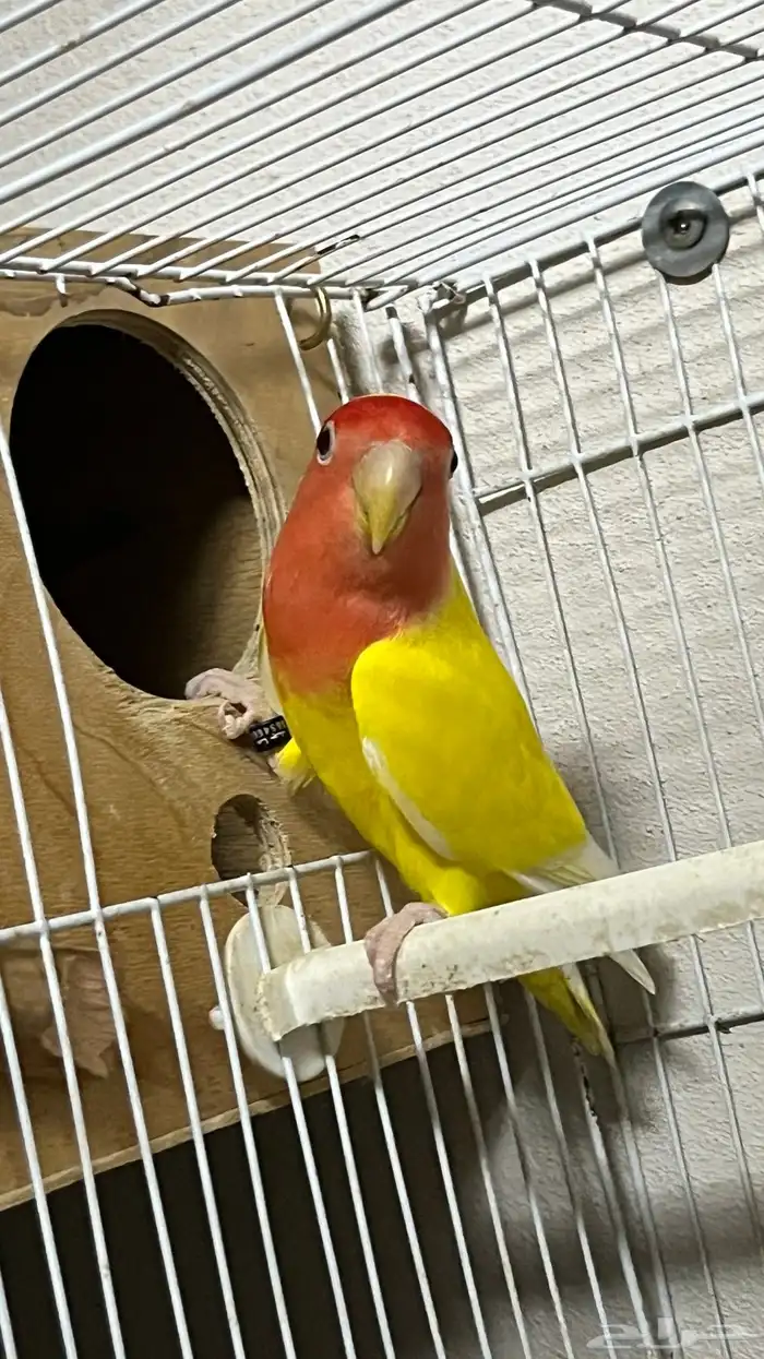 ذكر روز منتج ومعاه شهادة تحليل 1