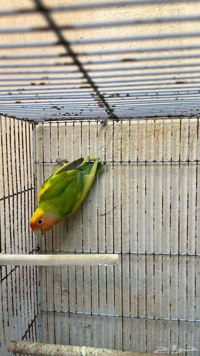 زوج طيور روز 2