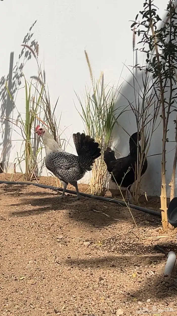 دجاجتين فيومية بياضه للبيع 0