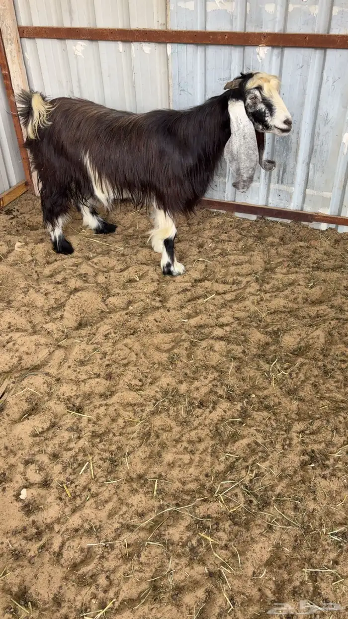 عنز عارضيه سديس جرم وصحة ونظافه 3