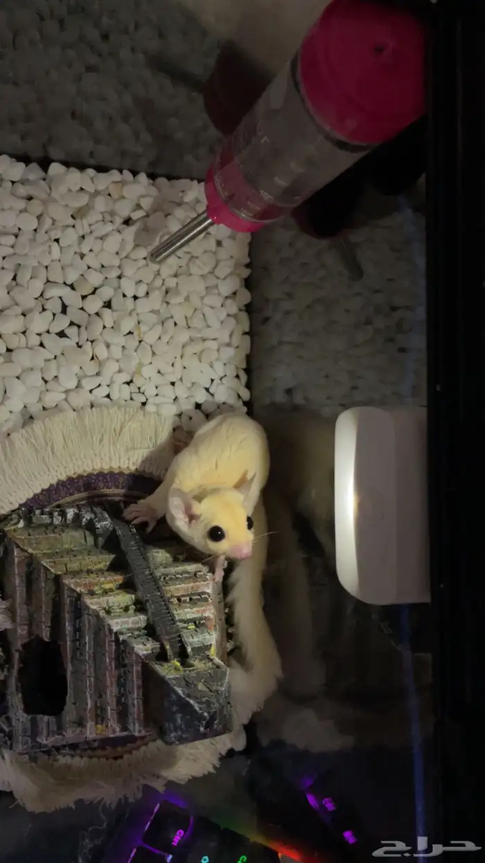 سنجاب طائر فصيلة نادرة بينو 1