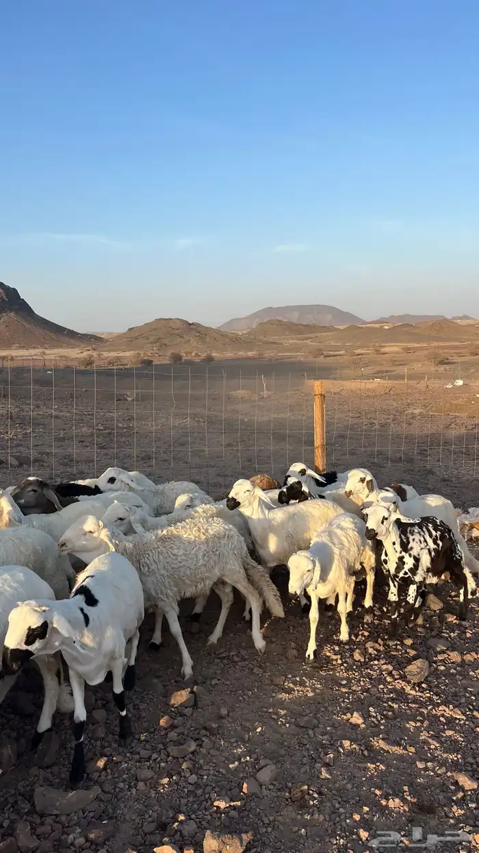 طليان سواكن شبيه الحري دمازين مرابى جادعان 30