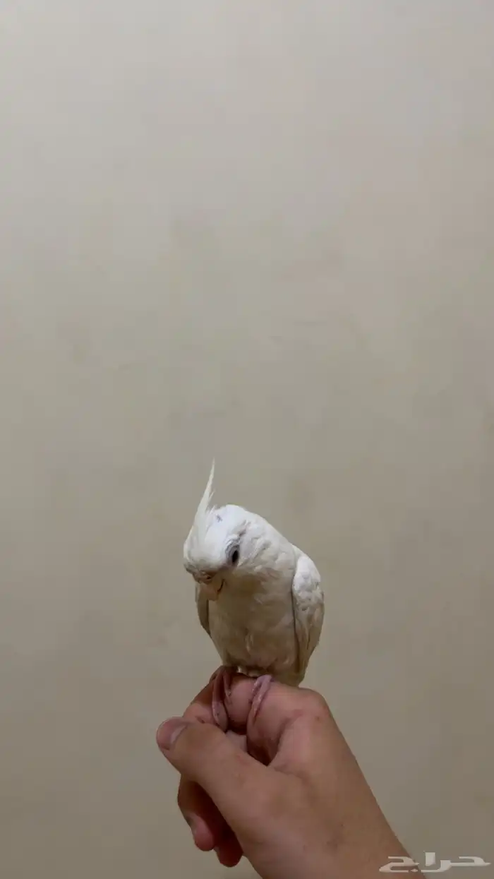 كروان هدد متكلم 2