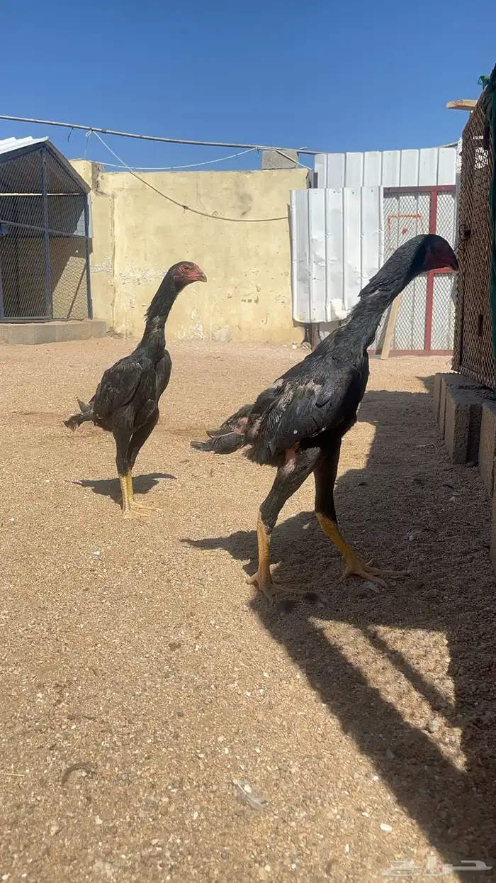 فروخ شامو ألماني هزاز 0