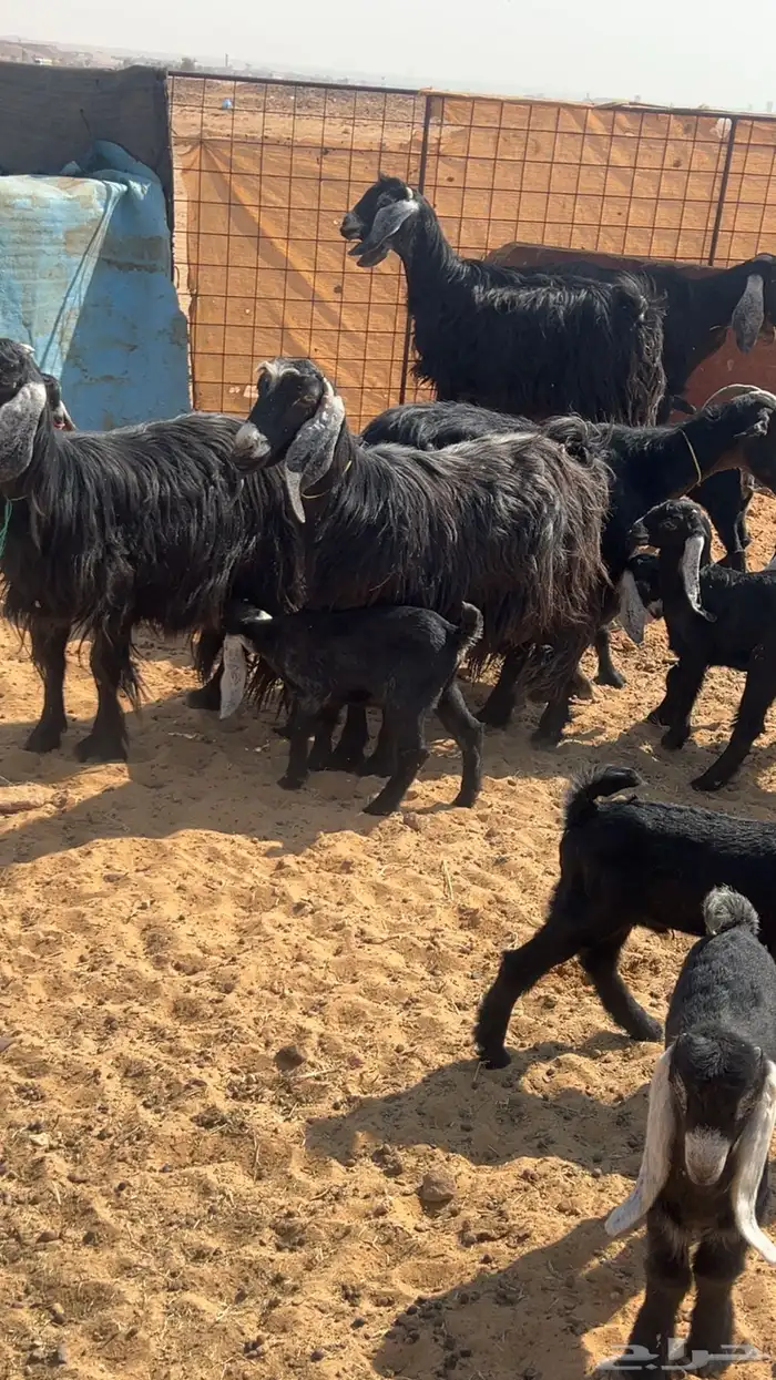 معزاء مواليد 5