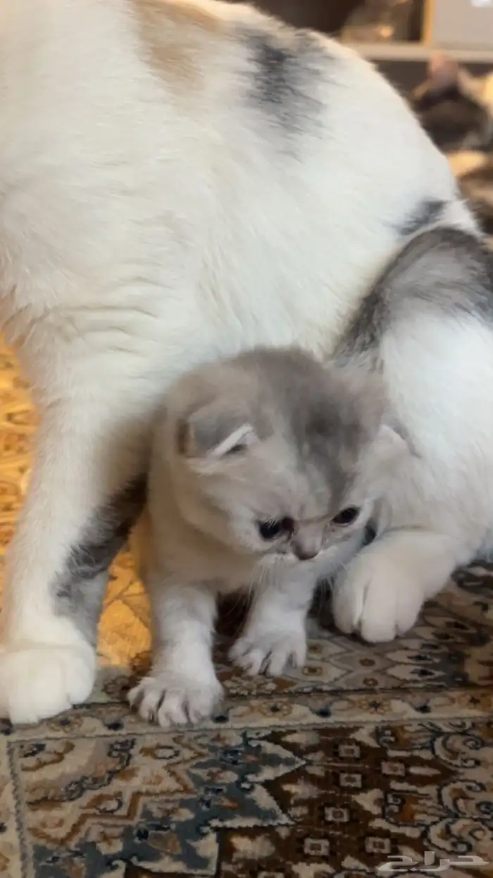 سكوتش فولد كيتن للبيع 0