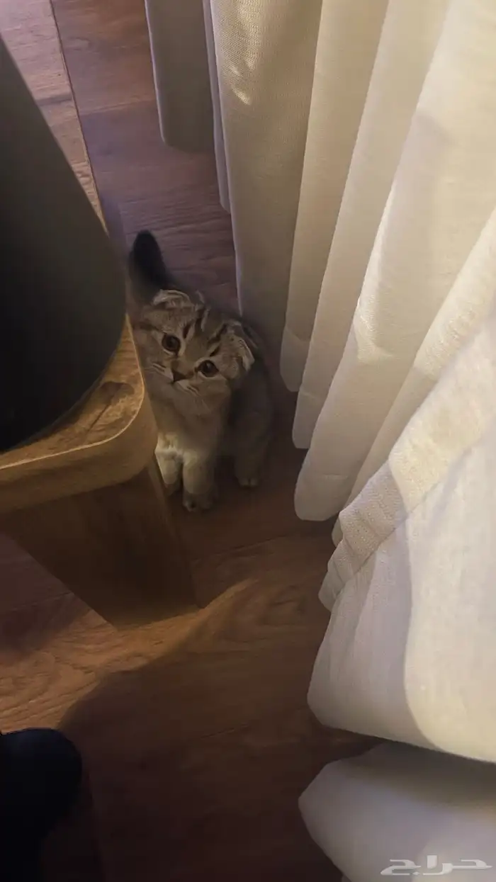 قط سكوتش فولد 0