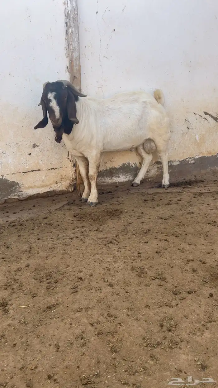 تيس فحل بورقوت دم نقي 3