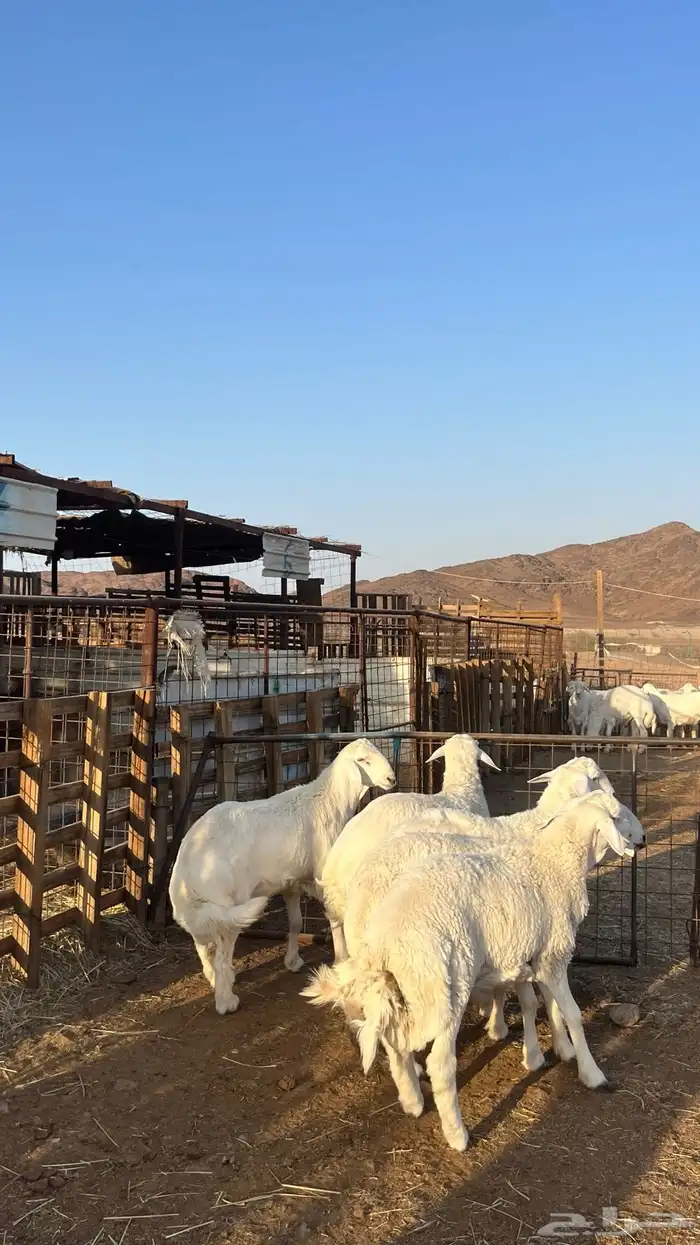 ذبائح بجميع انواعها 24