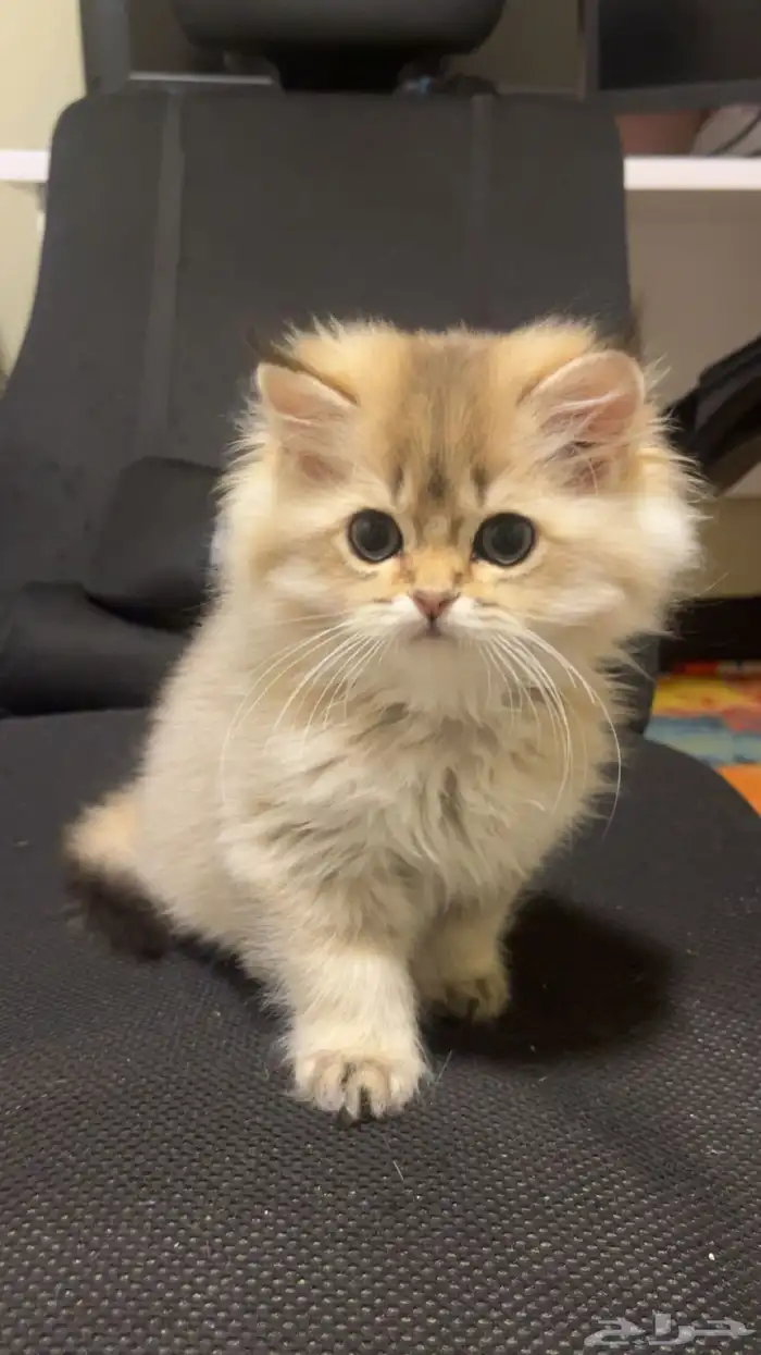 قطط سكوتش ستريت ( بيور ) كيتن 0