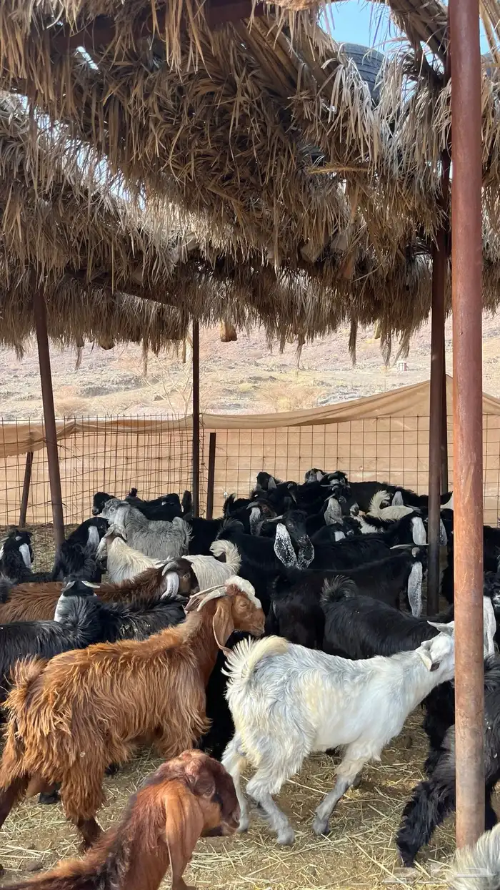 تيوس مخاصي جادعان جبره 0