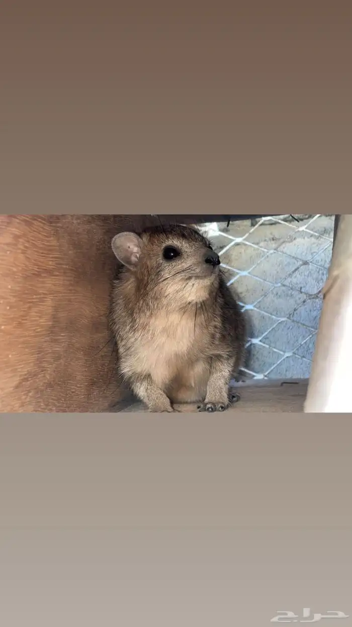 و ب ر ا ن للبيع 1