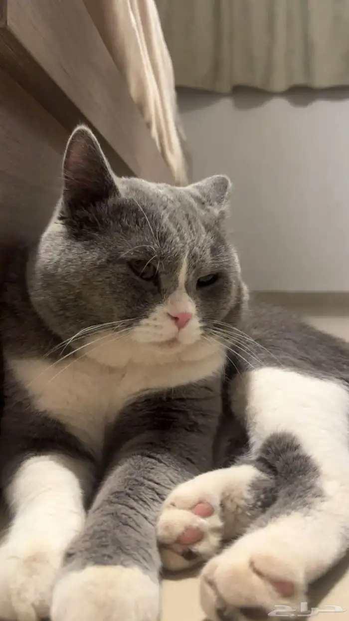 قط مفقود بحائل حي الخزامى قريب للياسمين 3