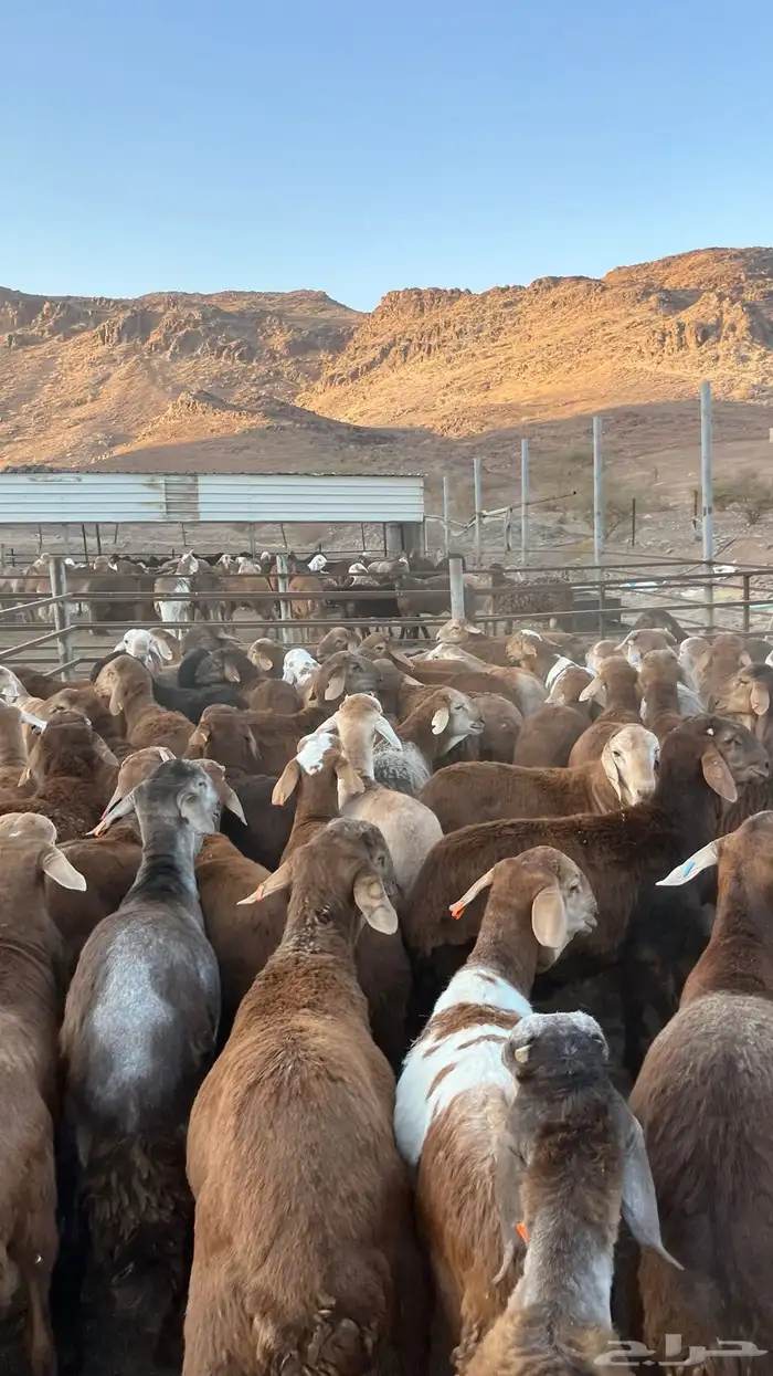 طليان سواكن حمري جادعان 5