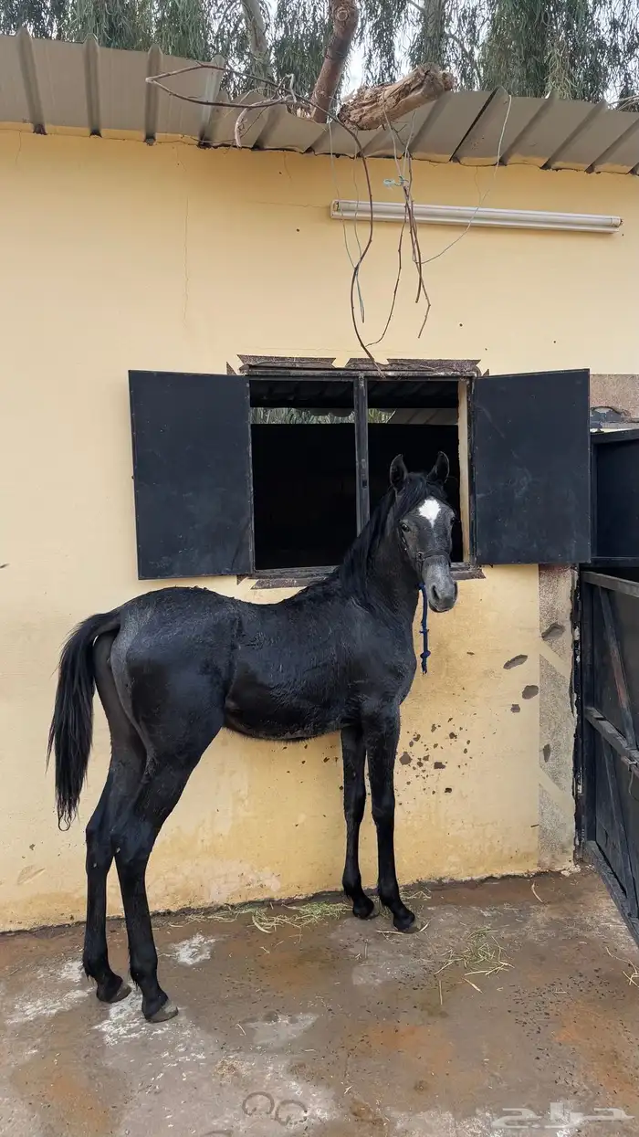 مهره عربيه ورق للبيع 0