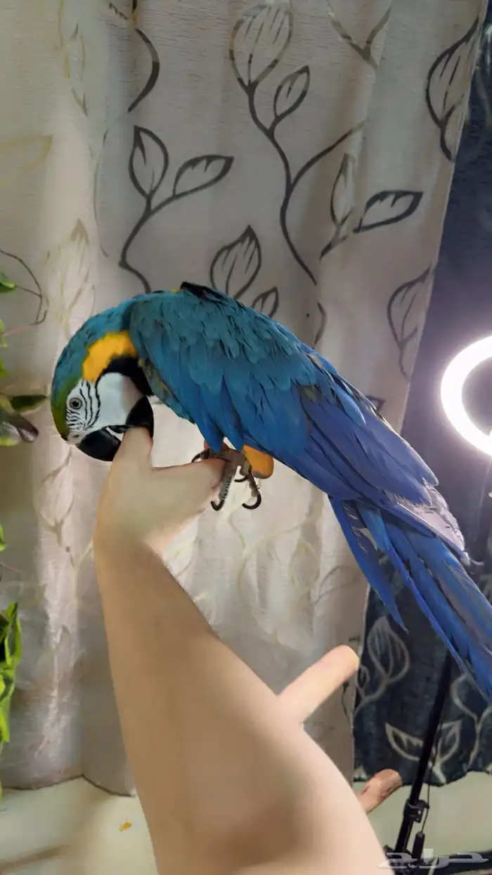 ببغاء مكاو اليف ولعوب ومتكلم تم البيع 2