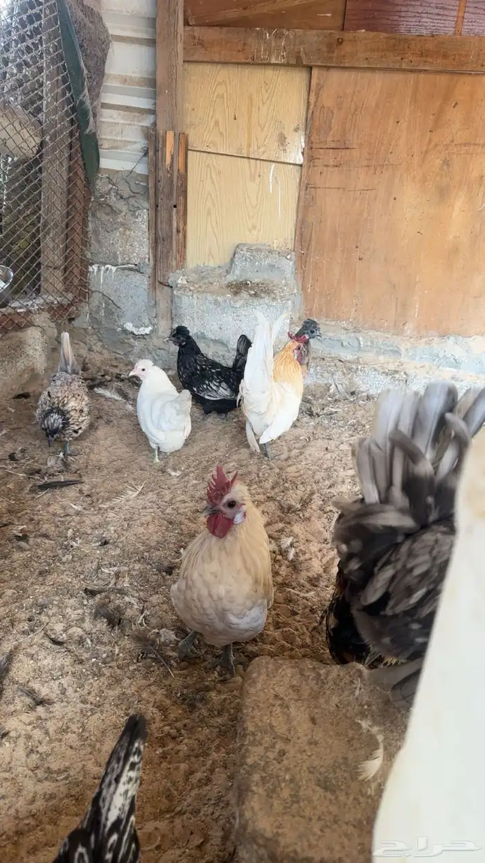 دجاج كويتي حباحب للبيع 1