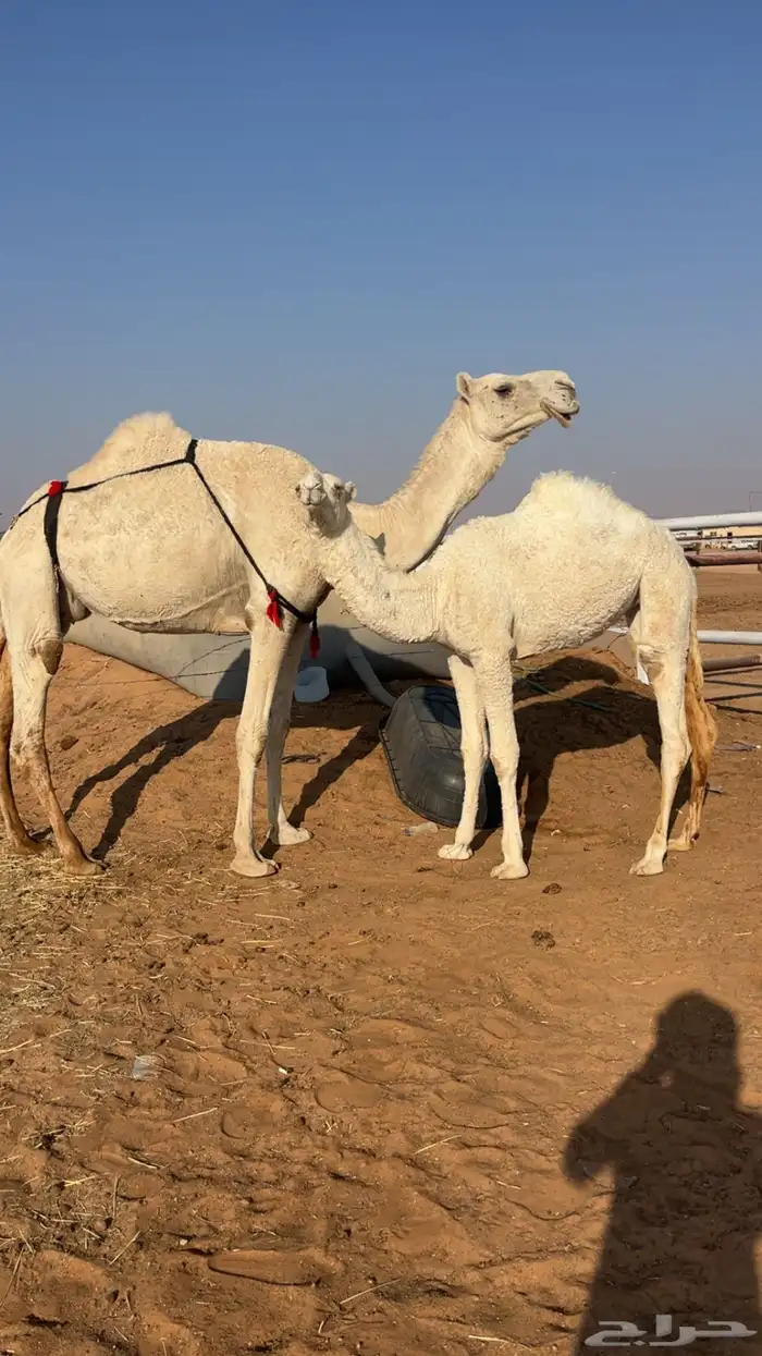 عشرا تحتها بكره حيسونيه 1