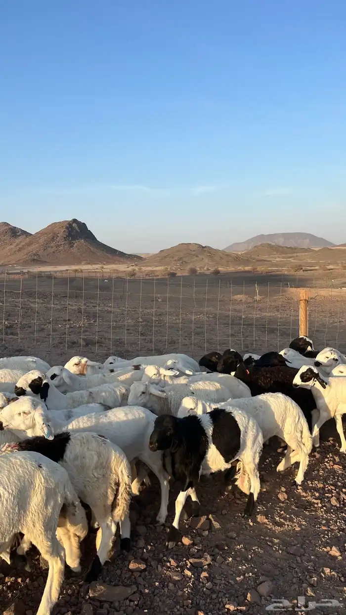 طليان سواكن شبيه الحري دمازين مرابى جادعان 13