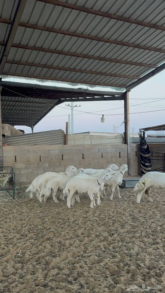 خرفان حريات فاخر 1