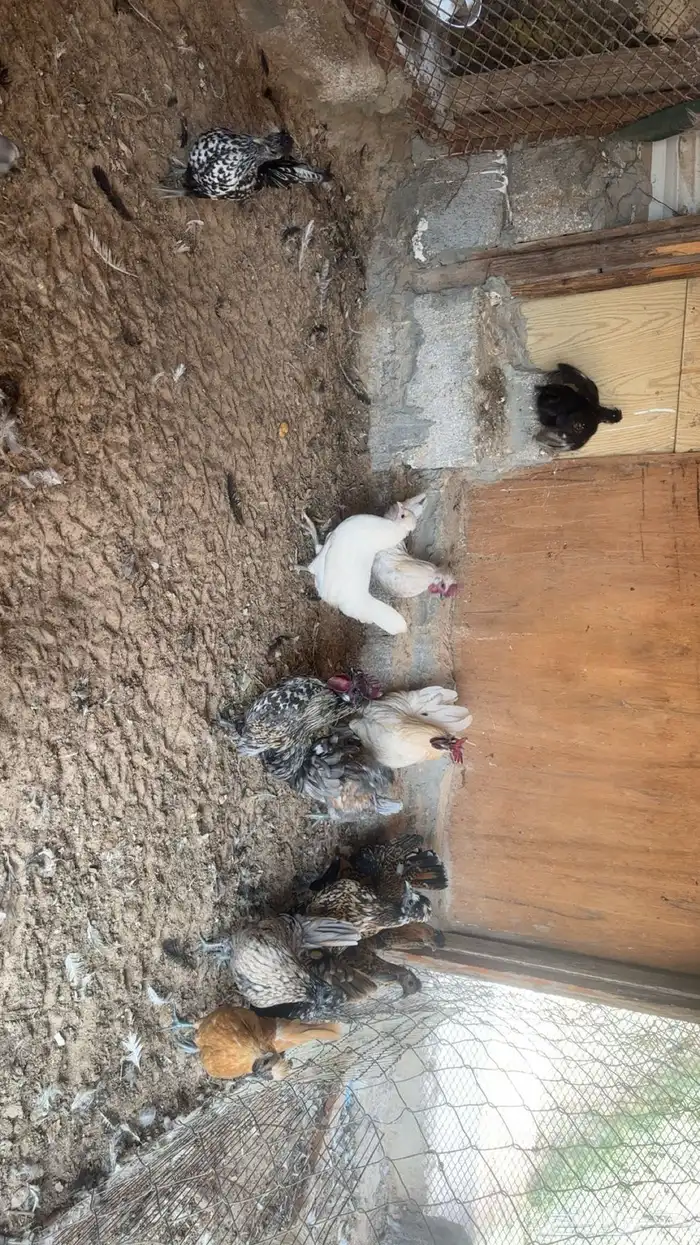 دجاج كويتي حباحب للبيع 8