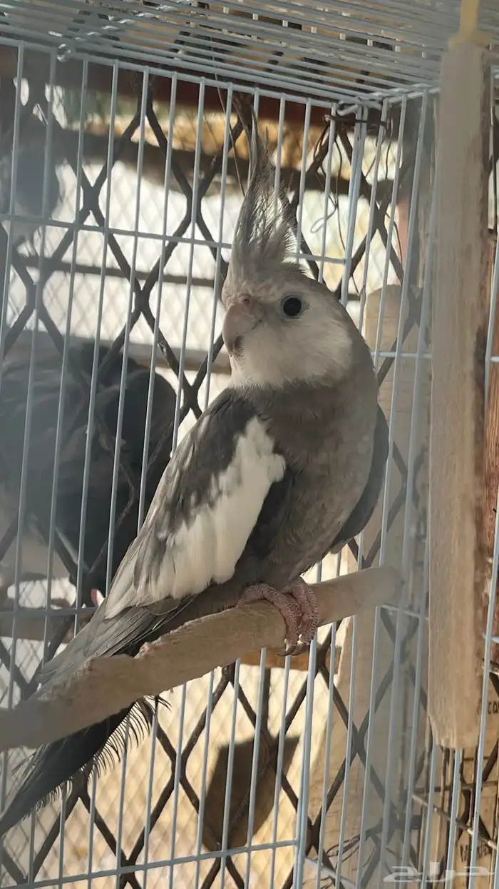 كروان مفقود 0