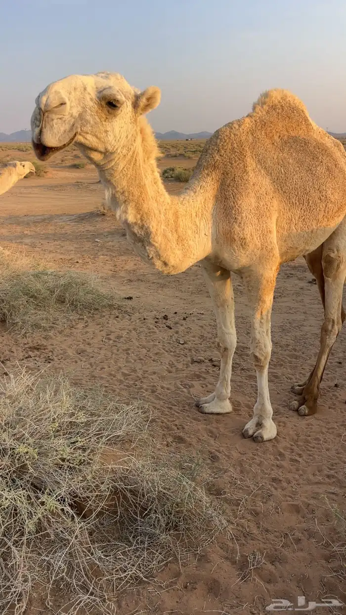للبيع بكره حقه حسيونيه واصلها طيب والي يبي يقصبها 3